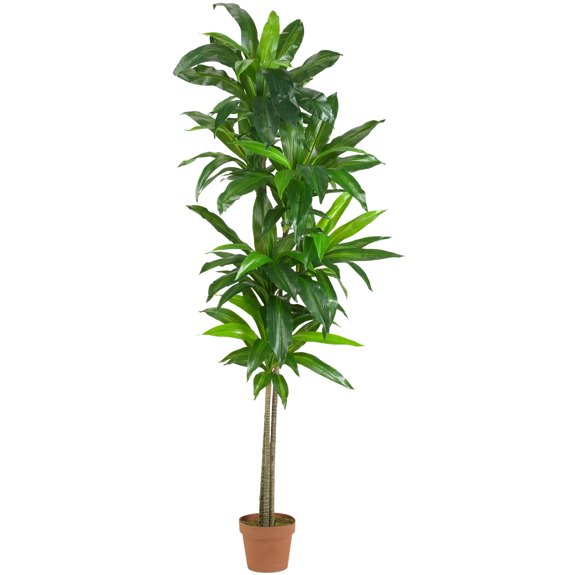 6 foot Artificial Dracaena Plant: Potted