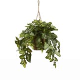 24 inch Wide Artificial Nepthytis Hanging Basket