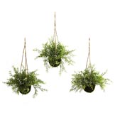 15 inch Silk Ruscus, Sedum & Springeri Hanging Basket (Set of 3)