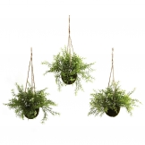 15 inch Silk Ruscus, Sedum & Springeri Hanging Basket (Set of 3)