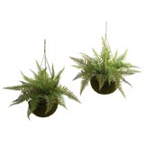 18 inch Outdoor Leather Fern in Mossy Hanging Basket (Set of 2) Limited UV Protection