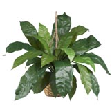 34 inch Wide Silk Large Birds Nest Fern Hanging Basket