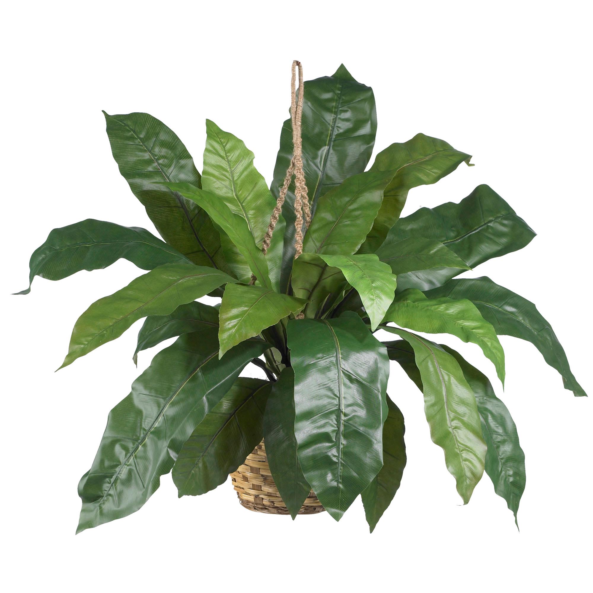inch Wide Silk Large Birds Nest Fern Hanging Basket
