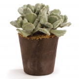 6 inch Artificial Succulent Drop-In - CLOSEOUT