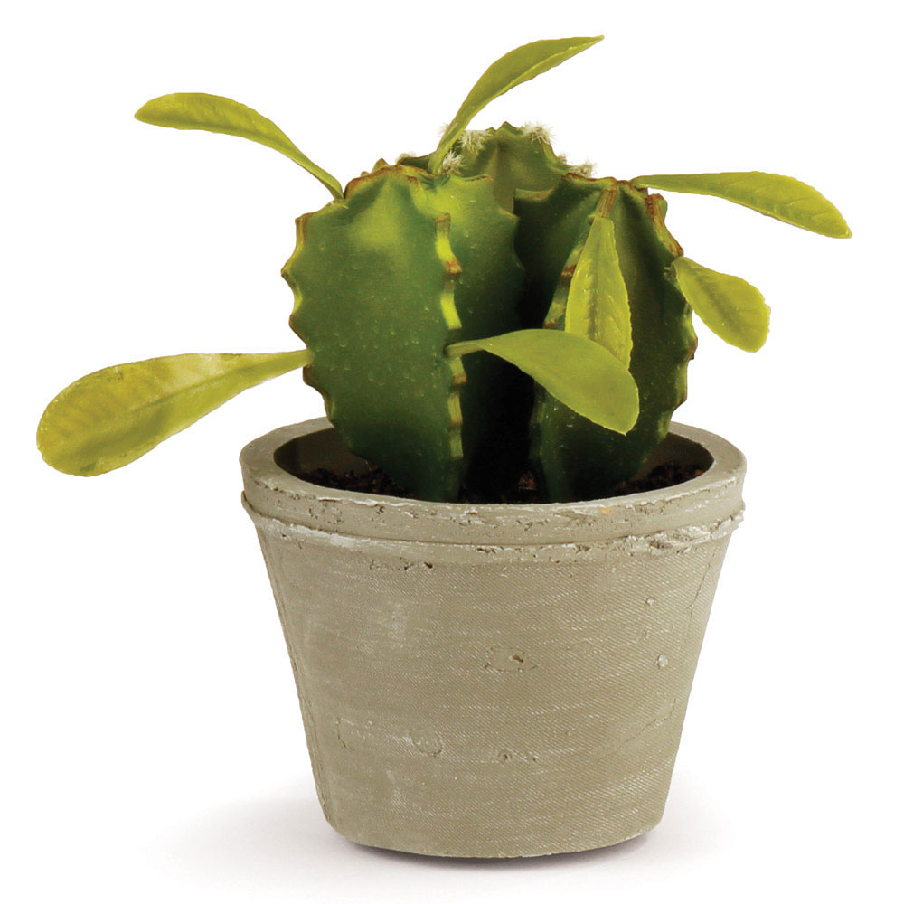 Napa Home & Garden | 5.5 inch Mini Column Cactus with Leaves Potted in ...