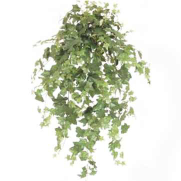 35 inch Silk Oxford Ivy Bush