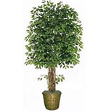 8 foot Ficus Tree in Decorative Basket