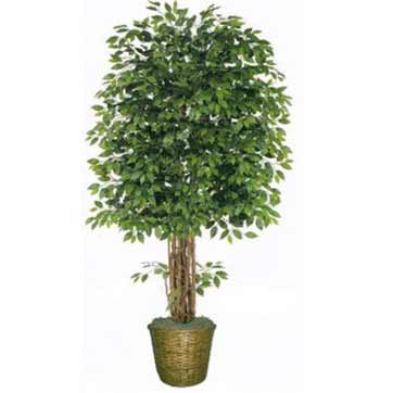 8 foot Ficus Tree in Decorative Basket