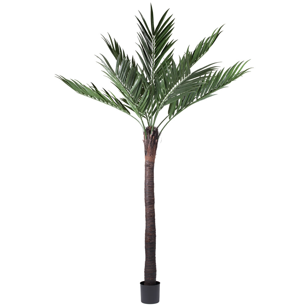 8 foot Kentia Palm with Natural Trunk Limited UV T160596