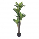 5 foot Real Touch Dracaena: Potted