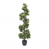 5 foot Bay Spiral Topiary: Potted