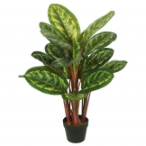3 foot Peacock Plant: Potted