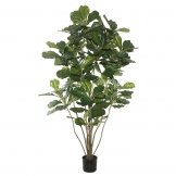 6 foot Fiddle Tree: Potted
