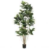 7 foot Rubber Tree: Potted