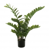 3 foot Zamiifolia Bush: Potted