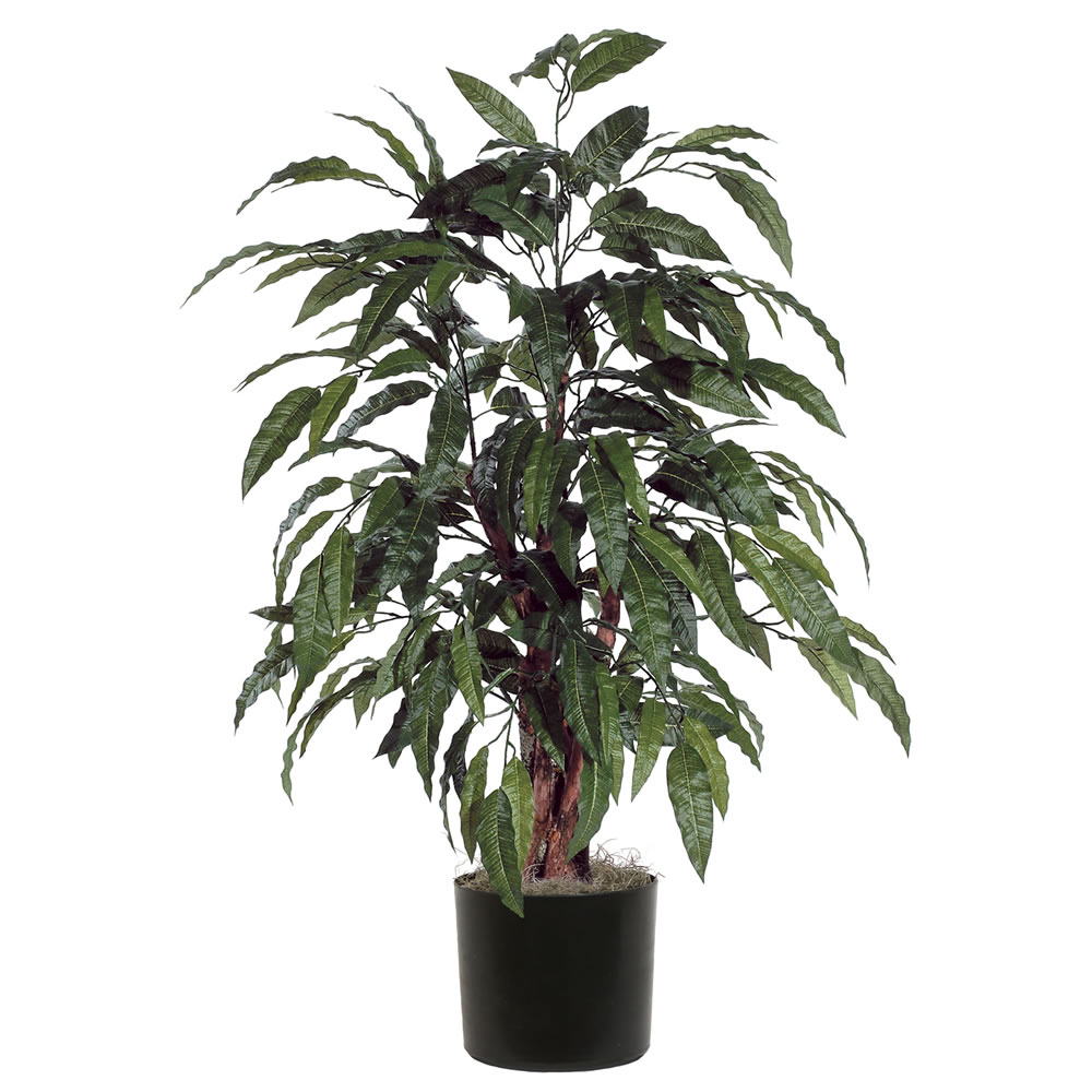4 foot Mango Bush