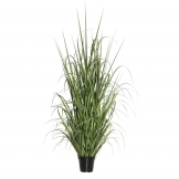 2 foot Ryegrass: Potted