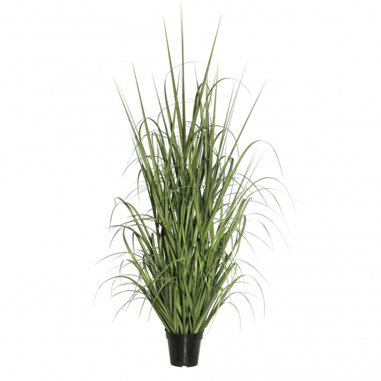 2 foot Ryegrass: Potted