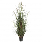 4 foot Eucalyptus Grass: Potted