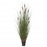 2 foot Grass with 5 Cattails: Potted