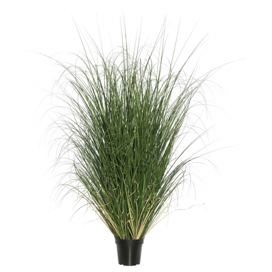 5 foot Curled Grass: Potted