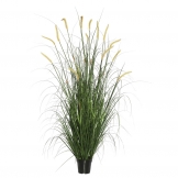 5 foot Foxtail Grass: Potted