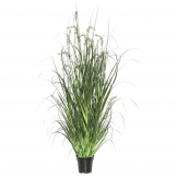 2 foot Green Sheep Grass: Potted