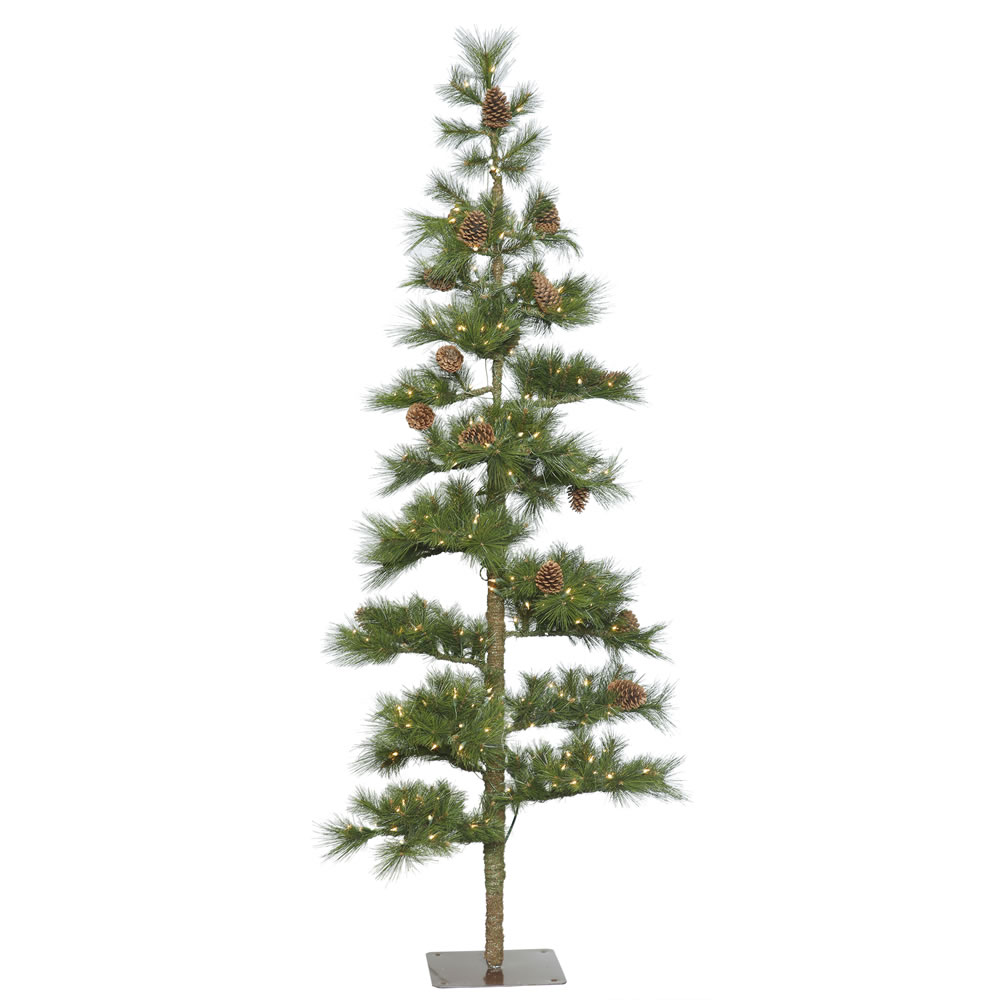 Mountain Pine Tree