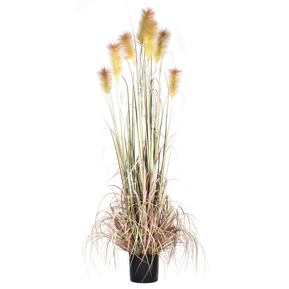 6 foot Brown Reed Grass Potted T15008