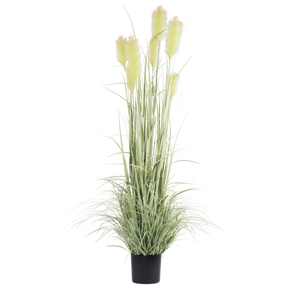 6 foot Green Reed Grass: Potted