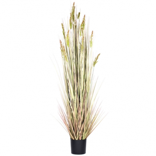 6 foot Grain Grass: Potted
