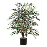 4 foot Variegated Smilax Bush
