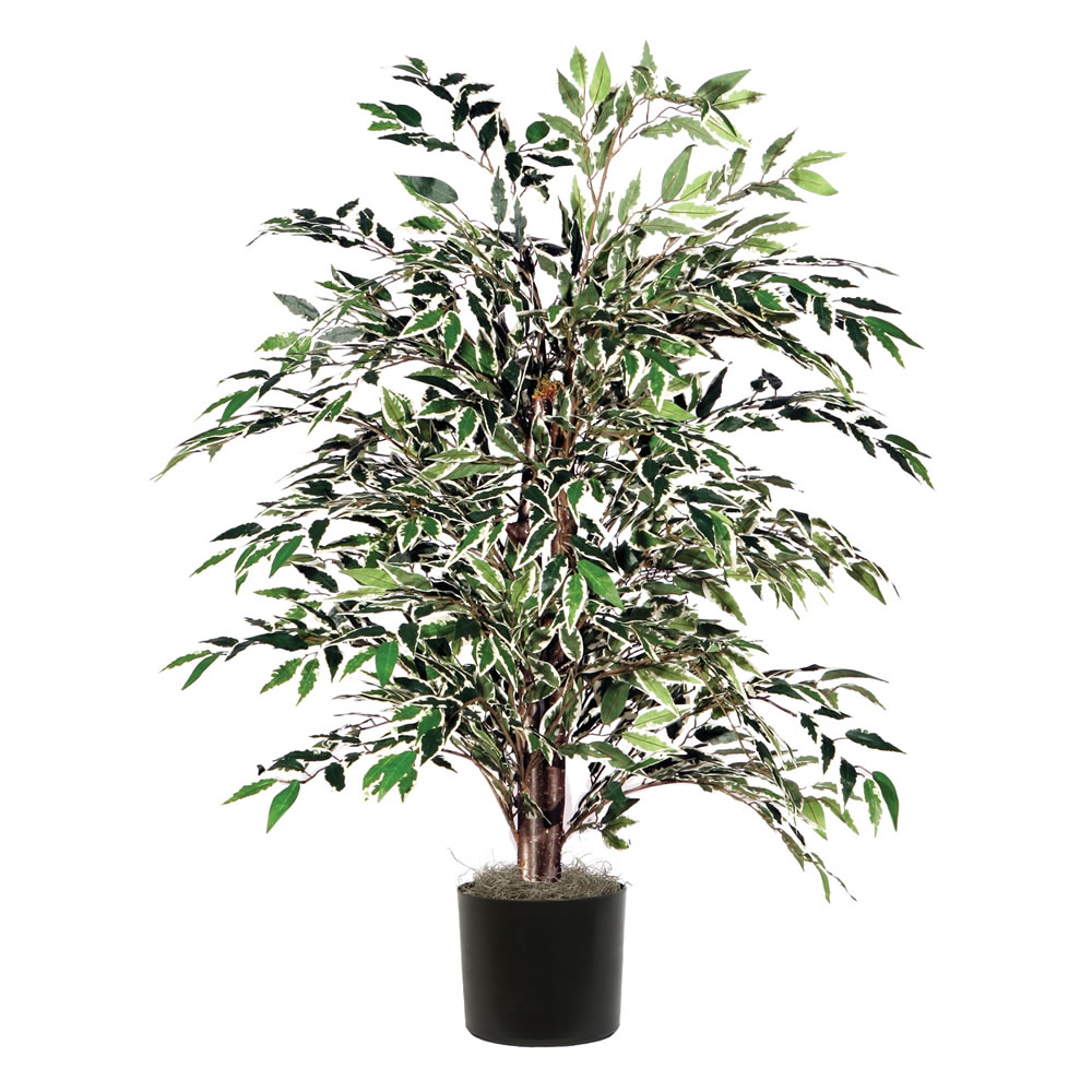 4 foot Variegated Smilax Bush