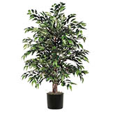 4 foot Green Smilax Bush