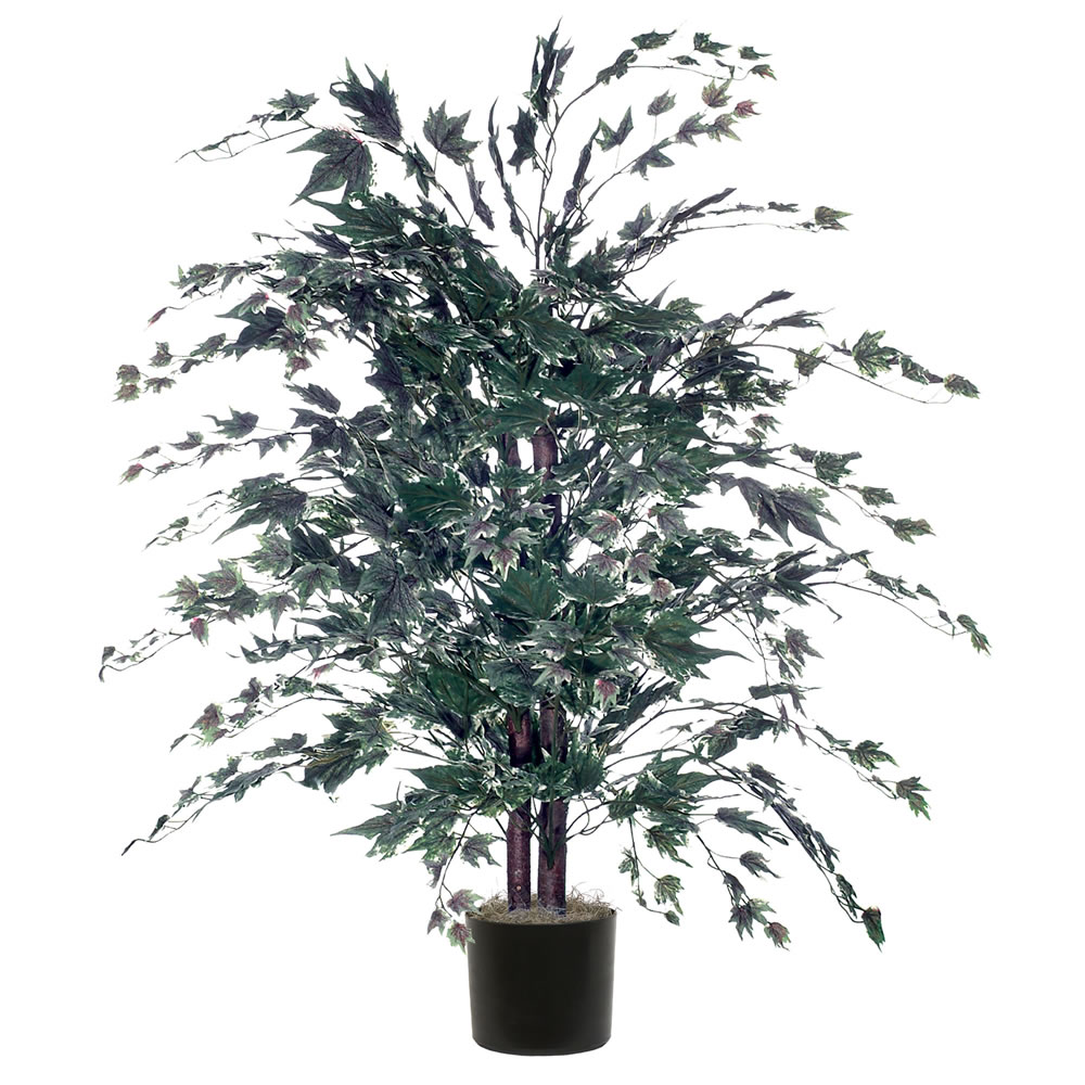 4 foot Silver Maple Bush