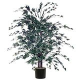 4 foot Frosted Maple Bush
