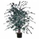 4 foot Frosted Maple Bush