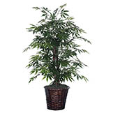 4 foot Japanese Maple Bush