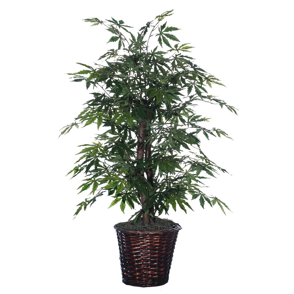 4 foot Japanese Maple Bush