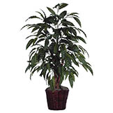 4 foot Mango Bush