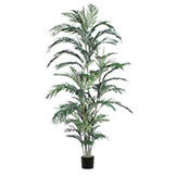 6 foot Areca Palm Deluxe Tree