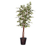 6 foot Japanese Maple Deluxe Tree in Dark Brown Rattan Basket