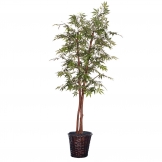 6 foot Japanese Maple Deluxe Tree in Dark Brown Rattan Basket