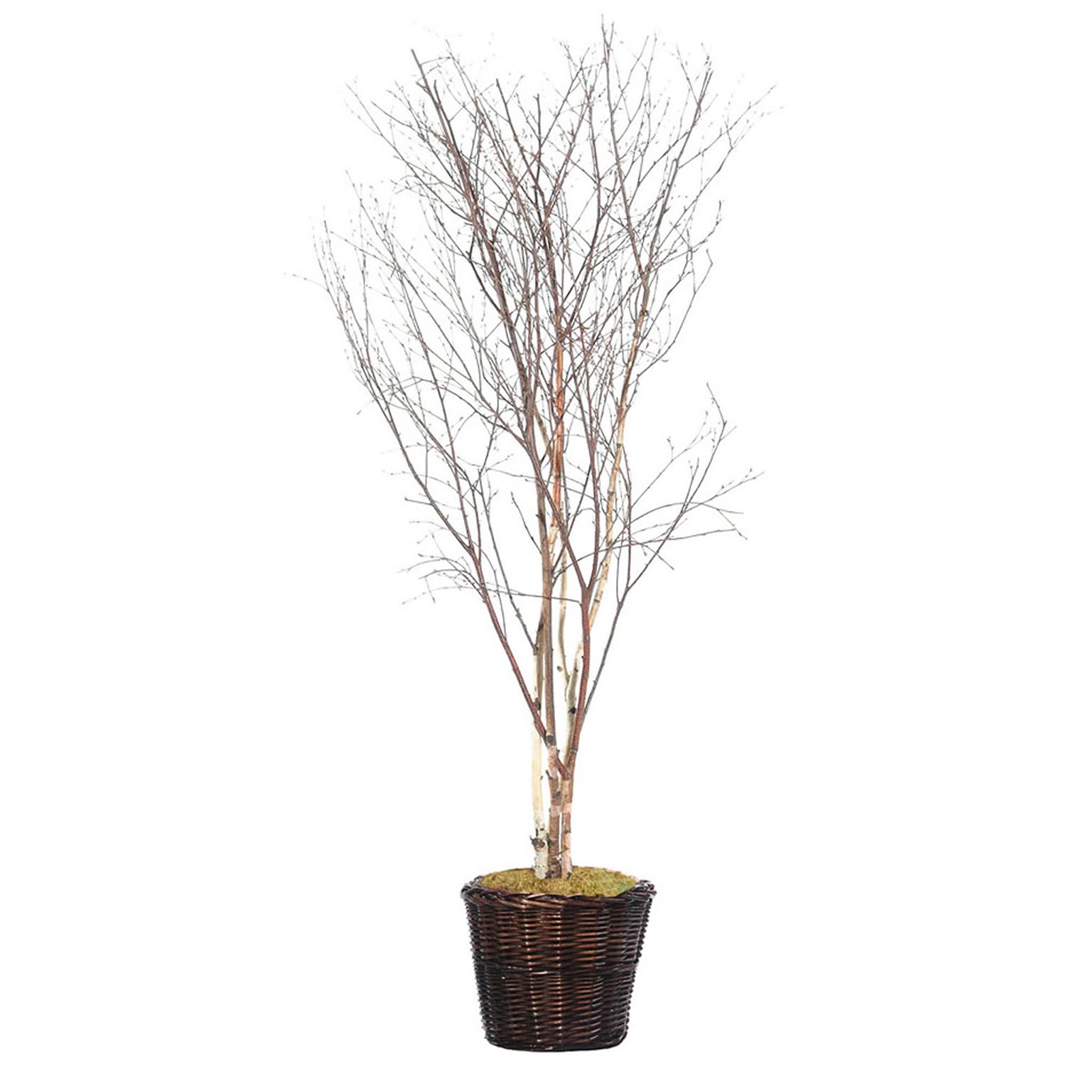 6 foot Winter Birch Deluxe Tree in Dark Brown Rattan Basket