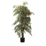 6 foot Smilax Variegated Executive Tree w/ Natural Trunks