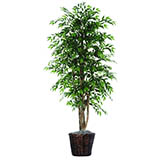 6 foot Green Smilax Tree w/ Natural Trunk in Rattan Basket