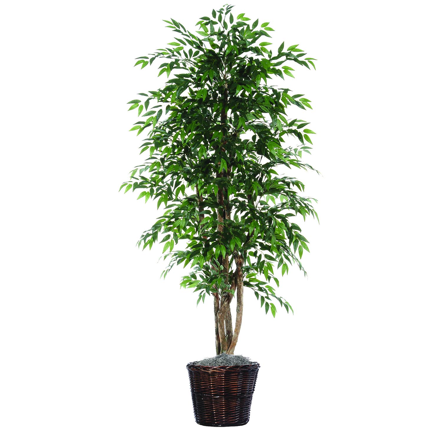 6 foot Green Smilax Tree w/ Natural Trunk in Rattan Basket