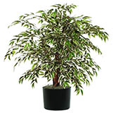 4 foot Variegated Smilax w/ Natural Trunks