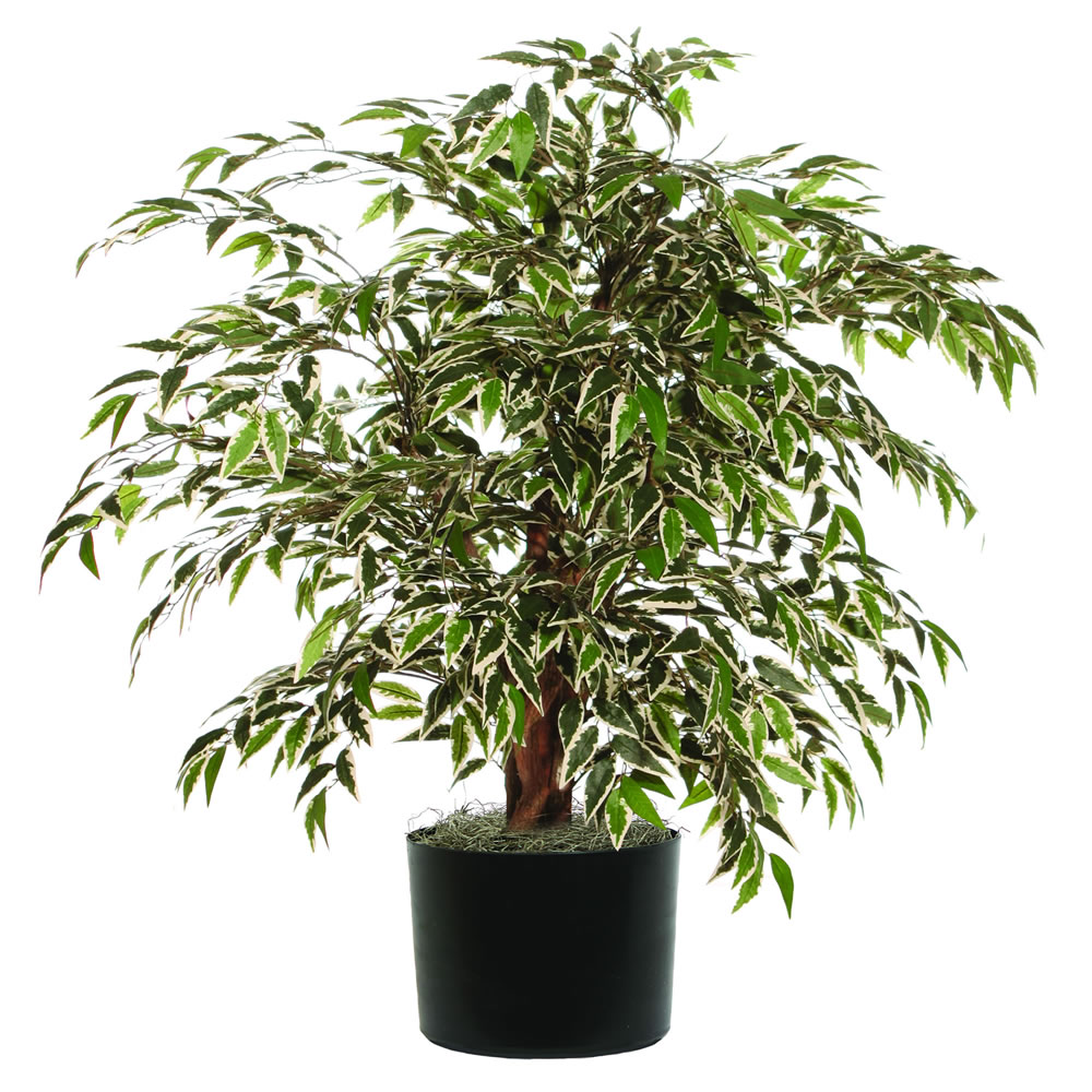 4 foot Variegated Smilax w/ Natural Trunks