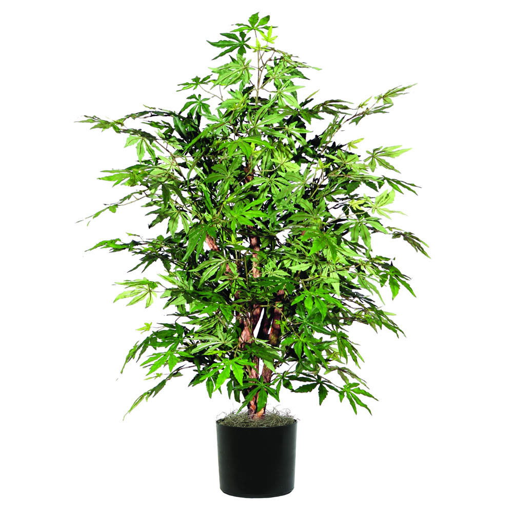 4 foot Japanese Maple Bush w/ Natural Trunks : Potted